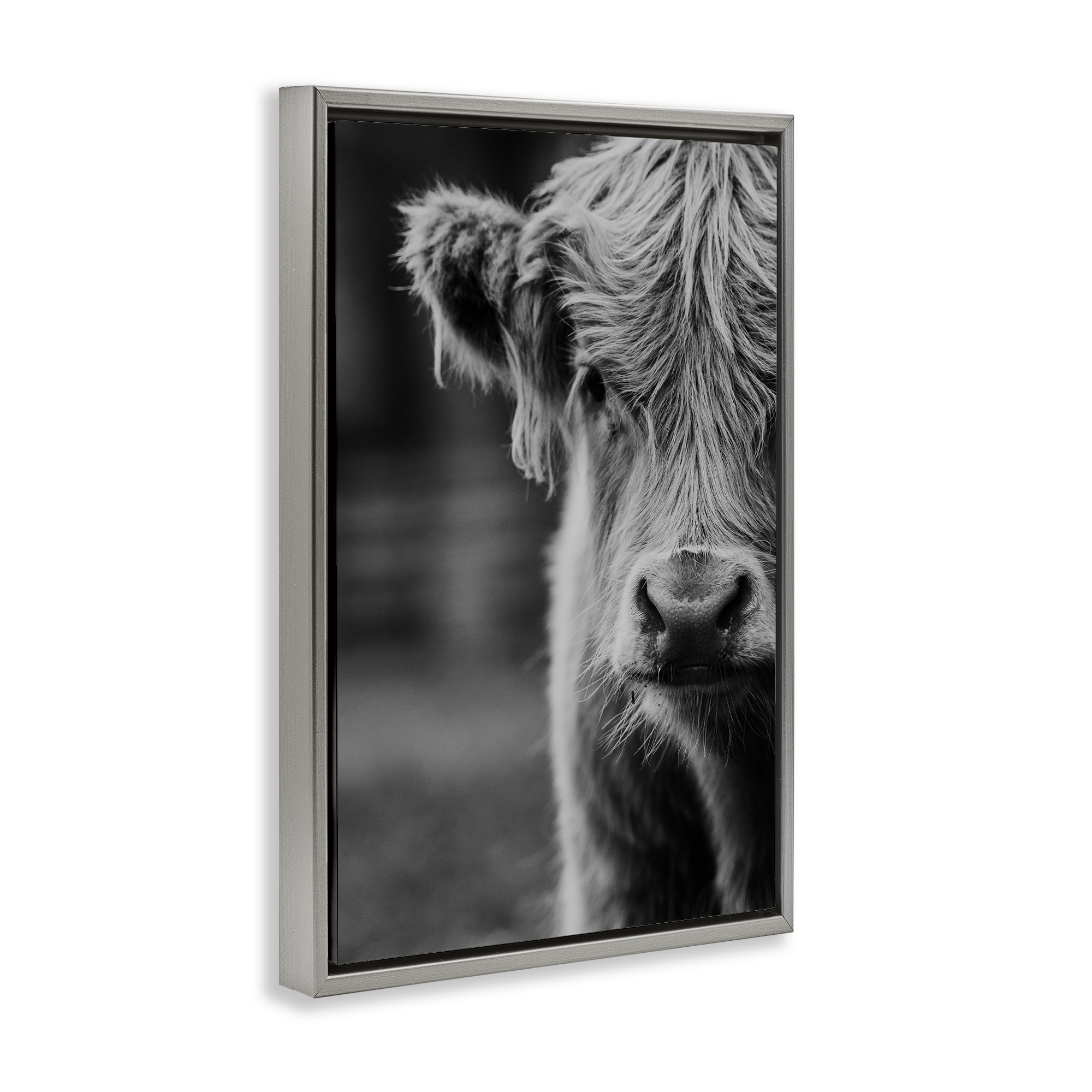 Baby Cow Face Gray Framed Floater Canvas Wall Art, design by Amy Carroll
