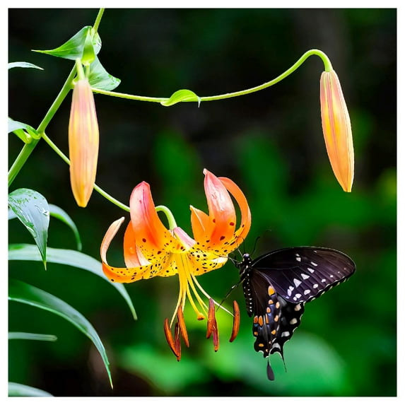 Everwilde Farms - 1/4 lb Turks Cap Lily Native Wildflower Seeds - Gold Vault Bulk Seed Packet