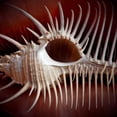 thumbnail image 2 of Perry, Rachel 12x12 Black Ornate Wood Framed with Double Matting Museum Art Print Titled - Macro Shells VIII, 2 of 4