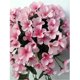 thumbnail image 4 of Decoración artificiales Jardín Fiesta en casa Adorno de boda - Rosa, 84cm Rosado Sunnimix Artificial Violet Bracketplant, 4 of 8