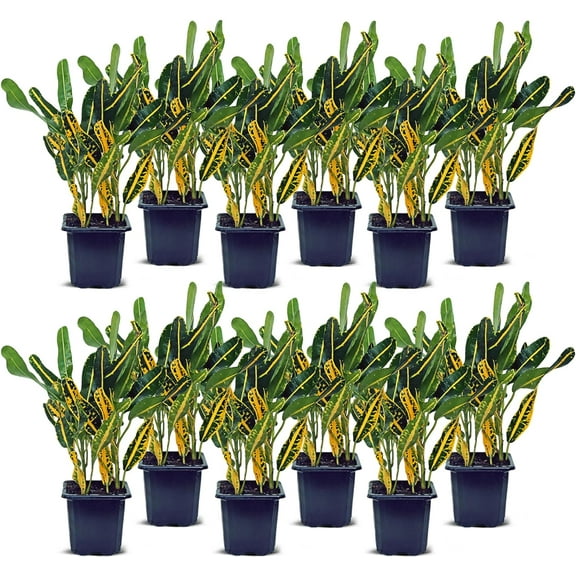 12 Pack Live Banana Croton Codiaeum Joseph’s Coat, Indoor Potted Houseplant, Christmas Gift for Co-worker, Housewarming Gift for The First Home, Variegated Plant in 3" Pot