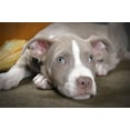 thumbnail image 2 of Rare Champagne Pit Bull Wall Mural by Wallmonkeys Peel and Stick Graphic (36 in W x 24 in H) WM122713, 2 of 4