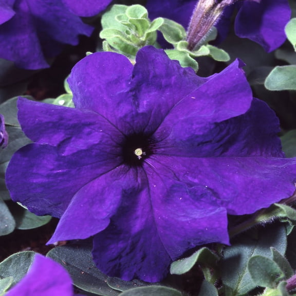 Outsidepride Petunia Grandiflora Blue - 500 Seeds