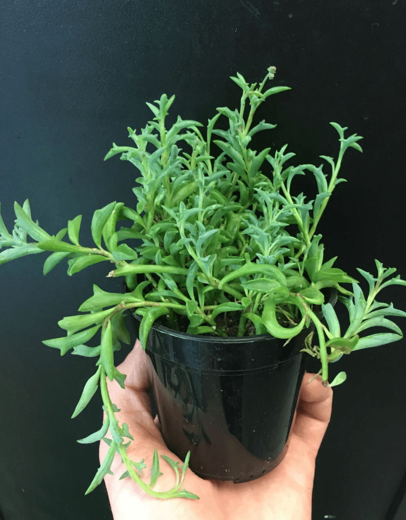 String Of Dolphins Plant Live for Planting - Dolphin Plant - Flying Dolphin Plant for Indoor Outdoor in 4 Inch Pot