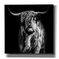 Epic Graffiti 'Hippy Highland Cow' by Epic Portfolio Giclee Canvas Wall Art, 37"x37"