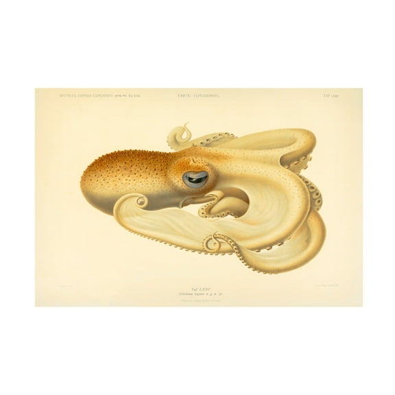 Print Collection 'Octopus Die Cephalopod 1915 Plate 75' Canvas Art
