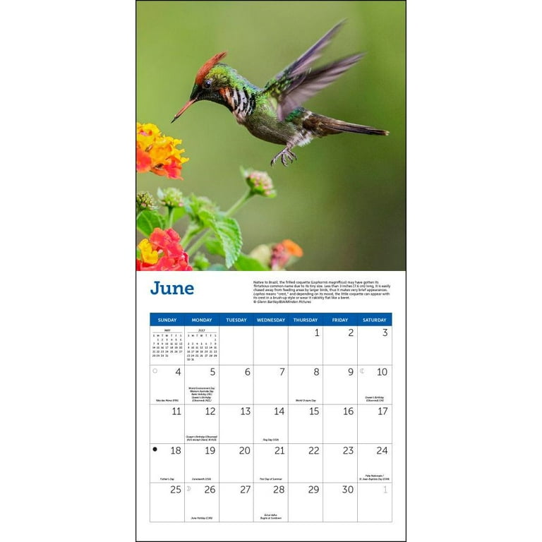 Ziga Media, Hummingbirds 2023 Mini Wall Calendar 