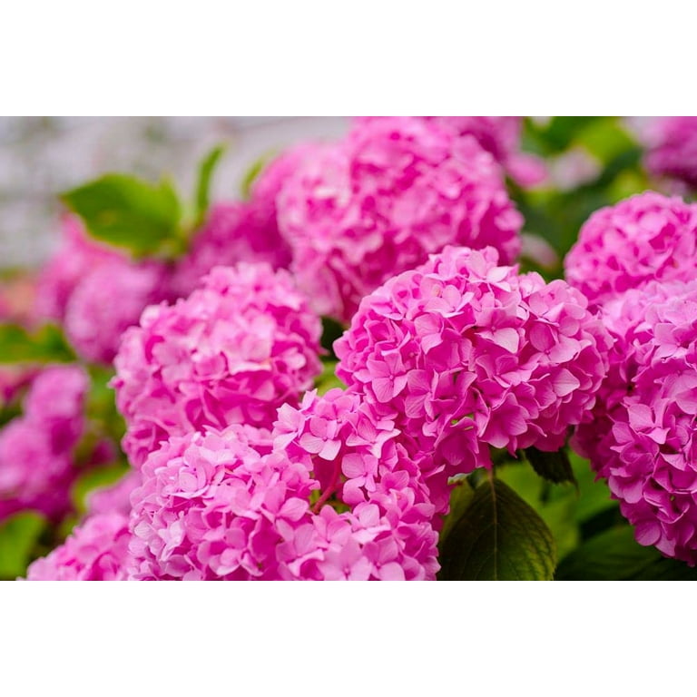 99roadsgarden Hydrangea Mix, 10+ Perennial Flower Seeds, Outdoor