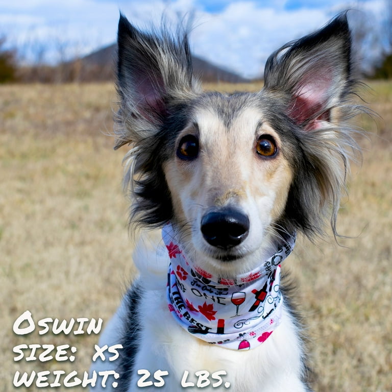 Scruffs dog collars 2025