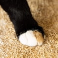 thumbnail image 2 of Super Clumping Plant-Based Hemp Kitty Litter, 2 of 3