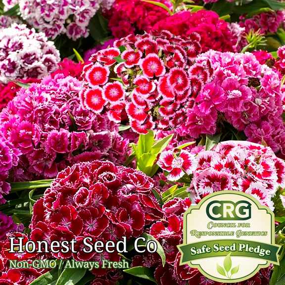 500  Sweet William Flower Seeds | Non-GMO | Fresh Garden Flower Seeds USA