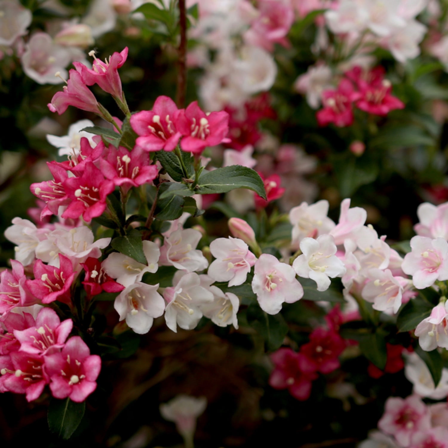 Proven Winners ColorChoice 5" Multicolor Czechmark Trilogy Weigela Live Plant in 4.5" Pot (4 Count)