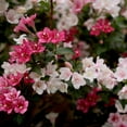 thumbnail image 4 of Proven Winners ColorChoice 5" Multicolor Czechmark Trilogy Weigela Live Plant in 4.5" Pot (4 Count), 4 of 11
