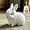 White, variant on Bunny - Realistic Bunny Toy, Bunby - My Realistic Bunny Toy for Kids (Brown)