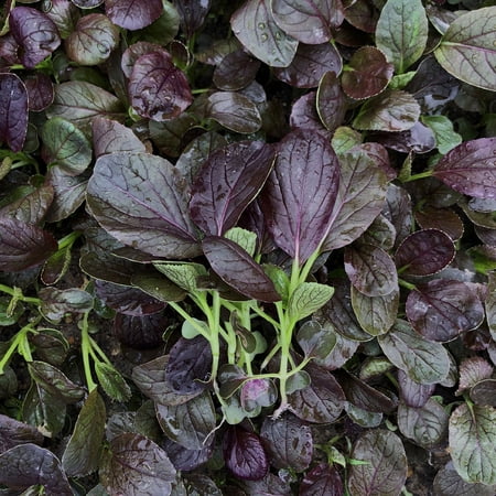 Cabbage Seeds - Pak Choi - Purple Gem - Hybrid - 5 Lb Bulk ~320000 Seeds - Non-GMO F1 Hybrid - Asian Garden Vegetable