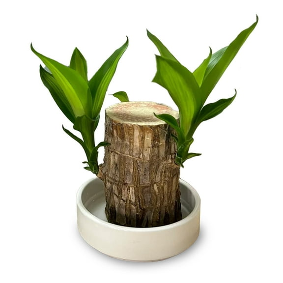joxipe Lucky Brazilian Wood Factory, Bamboo Wood, Suitable for Indoor, Bedroom, Office-Desktop Decoration. (1 Tree)