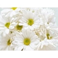 thumbnail image 2 of Peck, Gail 18x15 White Modern Wood Framed Museum Art Print Titled - Bunch of White Daisies, 2 of 4