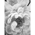 thumbnail image 2 of Art.com Delicate Blossom III Photo by Nicole Katano, 12" x 16", 2 of 4