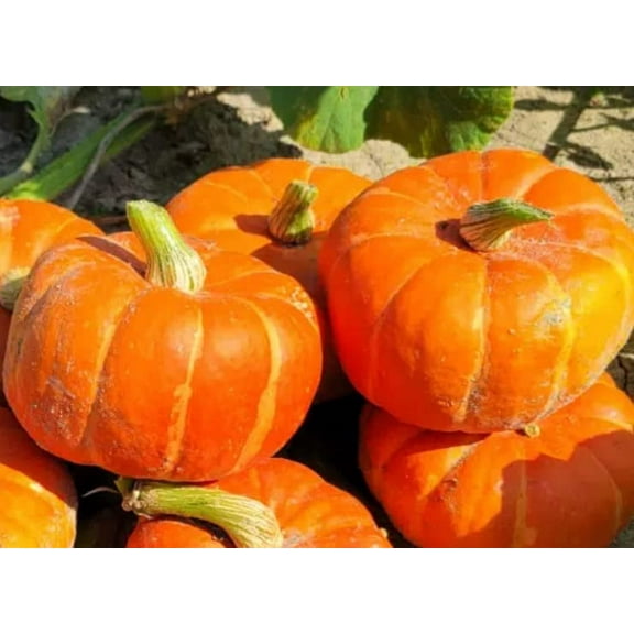 Madonna Winter Squash Seeds (10 Seeds)