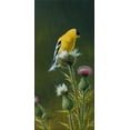 thumbnail image 2 of Goebel, Wilhelm 13x24 Black Ornate Wood Framed with Double Matting Museum Art Print Titled - Goldfinch On Thistle, 2 of 4