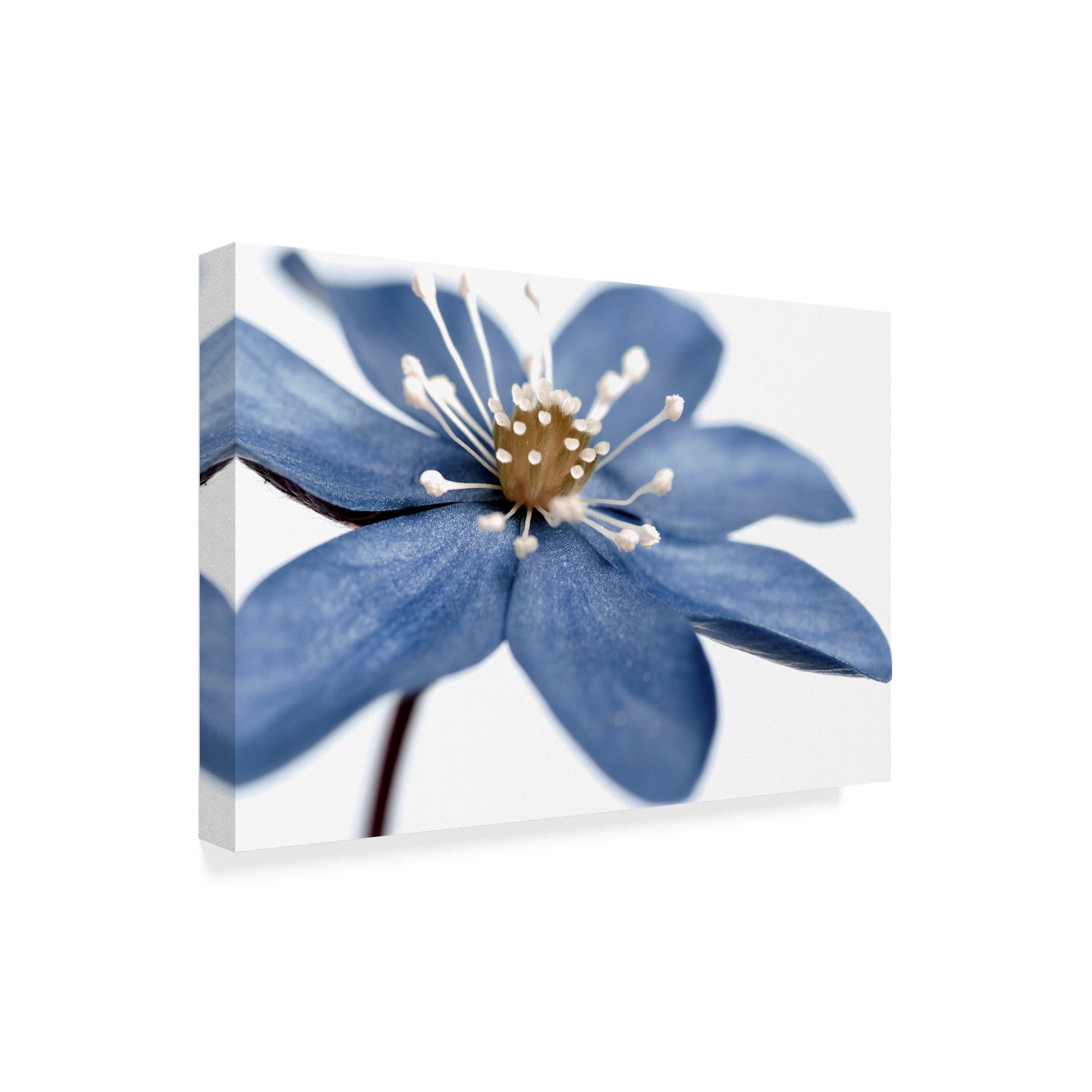 Trademark Fine Art 'Blue Flower On White' Canvas Art by Tom Quartermaine