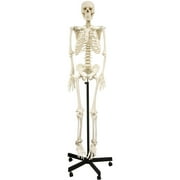 Walter Products Full Size Human Skeleton, 66", 168cm