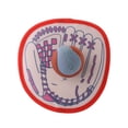 thumbnail image 4 of Juego de lanzar y atrapar pelota Strade Fareast Limited, 4 of 8