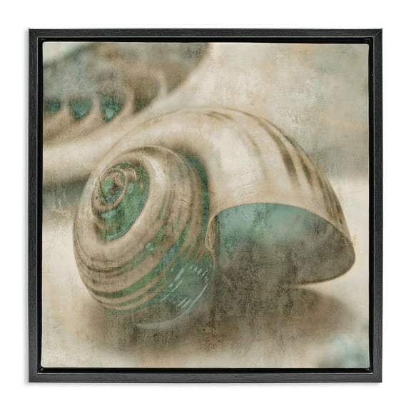 Stupell Industries Centered Sharkeye Seashell Nature Photography Black Floater Framed Canvas Art Print Wall Art, 18 x 18