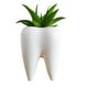 thumbnail image 2 of Maceta En Forma De Muela Regalo Dentistas Odontólogo Decoración, 2 of 4