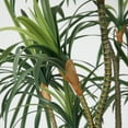 thumbnail image 5 of 89.6'' Artificial Dragon tree in a Square beige fiberstone planter perfect for indoor and outdoor use, 5 of 7