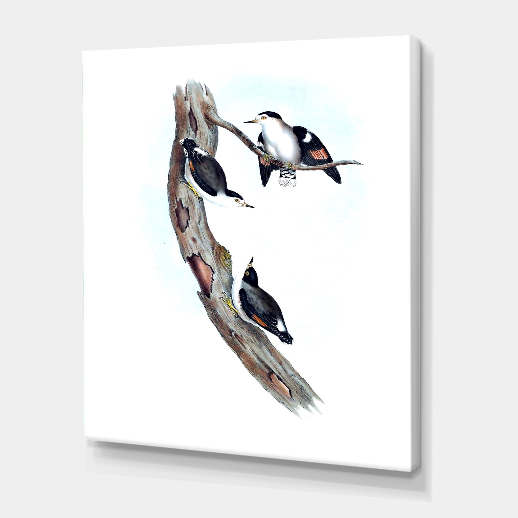 Designart ' Ancient Australian Bird Illustrations I ' Traditional Canvas Wall Art Print