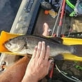 thumbnail image 5 of Ketch Karbonate Fish Measuring Board/Ruler - 32", 5 of 6