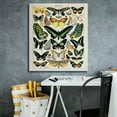 thumbnail image 5 of Epic Graffiti'Papillons 2' by Susan Ball, Giclee Canvas Wall Art, 26"x30", 5 of 8