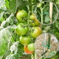 thumbnail image 3 of 100pcs Fixed Plant Support Clips Tomato Plant Support Clips, 3 of 5