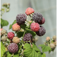 thumbnail image 4 of Set of 2 Glencoe Thornless Raspberry Live Plants, Purple Raspberry Bushes, Cold Hardy Fruit Plants, 4-8 Inch Tall, 4 of 7