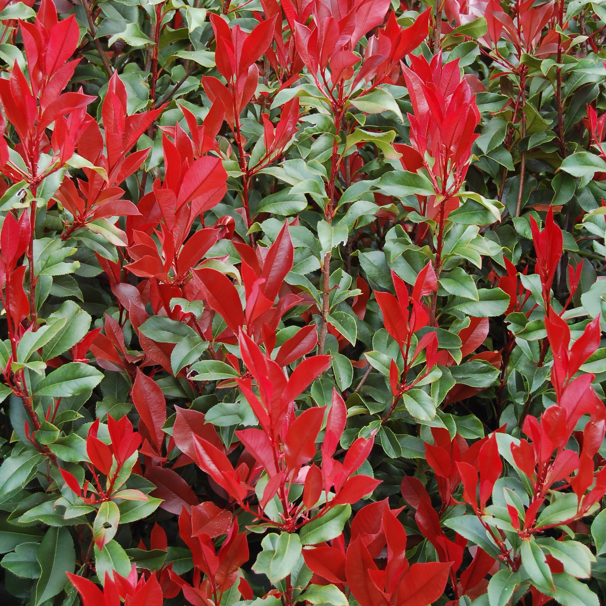 National Plant Network 4 in. Photinia Dynamo Red (16-Pack)