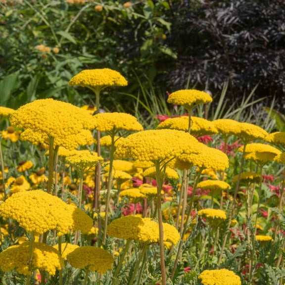 Achillea Yarrow Fernleaf Parker Drought Resistant Garden Flower Plant Seeds - 10000 Seeds