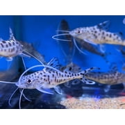 Aquatic Foods Sinking 1/8 Pellets for Plecos, Catfish, Shrimp Snails ALL Bottom Fish - 1/4-lb…Ziegler