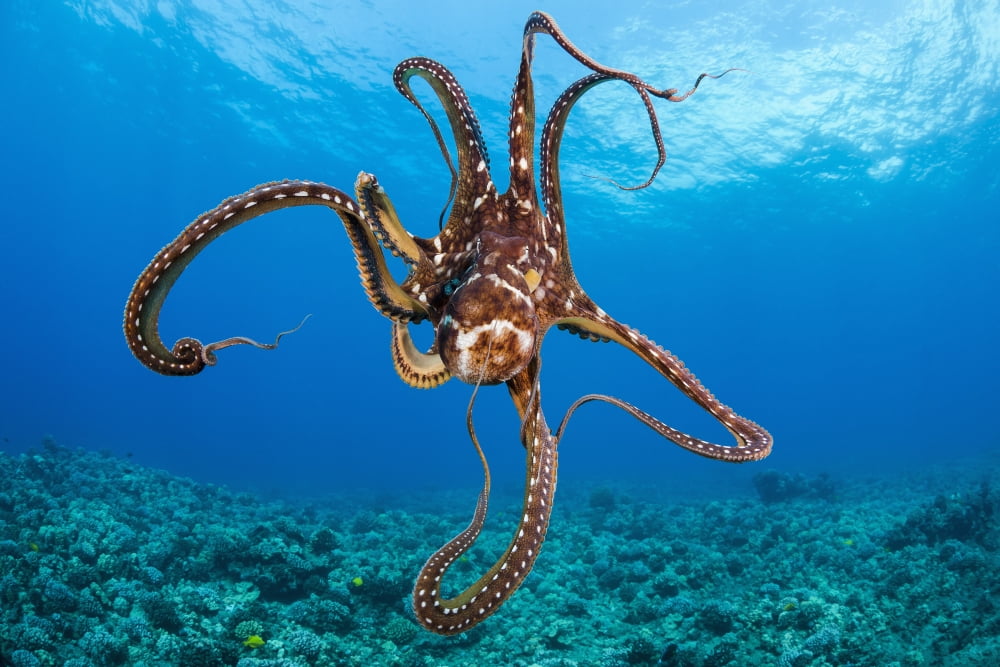 olukai octopus