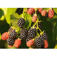 thumbnail image 3 of Set of 2 Osage Blackberry Live Plants 4-6 Inch Tall, Sweet Edible Berry Bushes for Gardens, 3 of 6