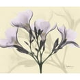 thumbnail image 3 of Koetsier, Albert 23x20 Black Modern Framed Museum Art Print Titled - Oleander in Purple on Beige, 3 of 5
