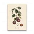 thumbnail image 3 of Pósteres y grabados vintage de frutas botánicas retro, limón, ciruela y naranja, arte de pared, pintura en lienzo, imágenes de pared, decoración de cocina, 3 of 5