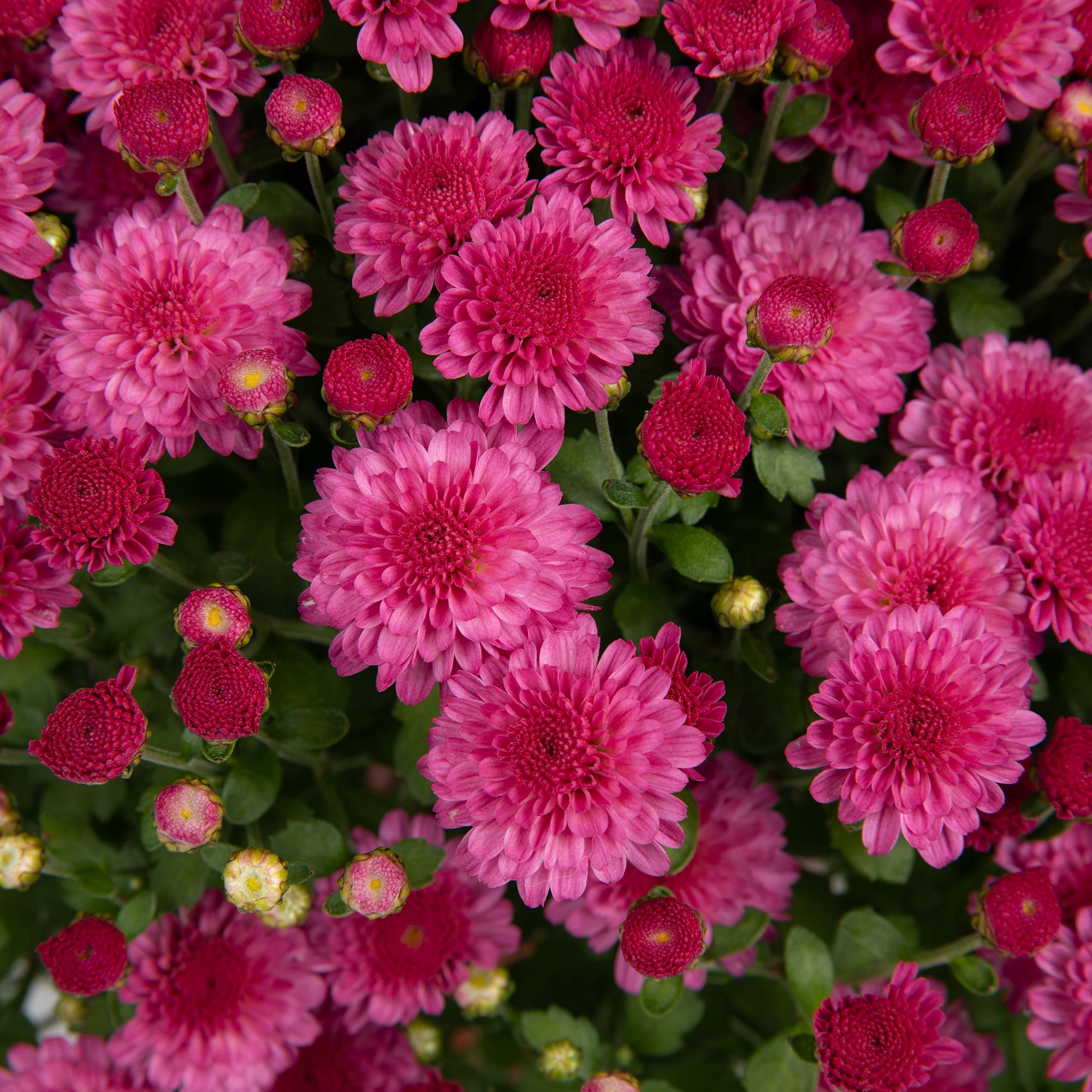 Better Homes & Gardens Tricolor Yellow Purple White Mums Live Plant 8 in. Deco Pumpkin Planter