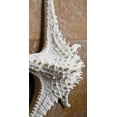 thumbnail image 2 of Abbott 20-SEASHORE/25 WHT Collection 3D Starfish, White (Large), 2 of 7