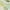 Stonewood Palm Jungle, variant on Gloria Vanderbilt Womens Amanda Stretch Capri