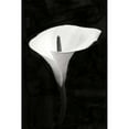 thumbnail image 3 of Geyman, Vitaly 13x18 Black Modern Framed Museum Art Print Titled - Calla Lily Perfection III, 3 of 5