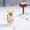 Beige, variant on Adjustable Knitted Dog Hat for Medium Large Dogs - All Season Soft Beanie with Sun Brim for Walking Protection, Beige