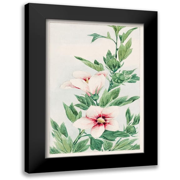 Morikaga, Megata 11x14 Black Modern Framed Museum Art Print Titled - Hibiscus plant