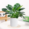 thumbnail image 5 of Bubble Vase, Lazy Self-Watering Transparent Flower Pot with Water Storage Design, Small Potted Plant Hydroponic Planter for Living Room, Bedroom, Wedding, Entryway, Mantel, Office,White, 5 of 5