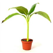 9GreenBox - Musa Banana Basjoo Tree - 4'' Pot